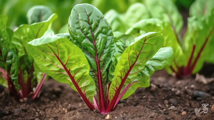 Chard growing in a vegie patch.