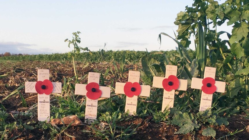 Crosses for Australian soldiers in France