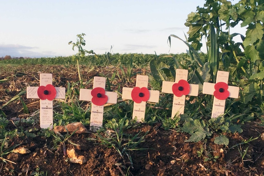 Crosses for Australian soldiers in France