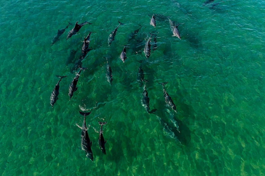 A pod of dolphins in the ocean which is a clear but strong green colour off the coast of Bunbury in WA