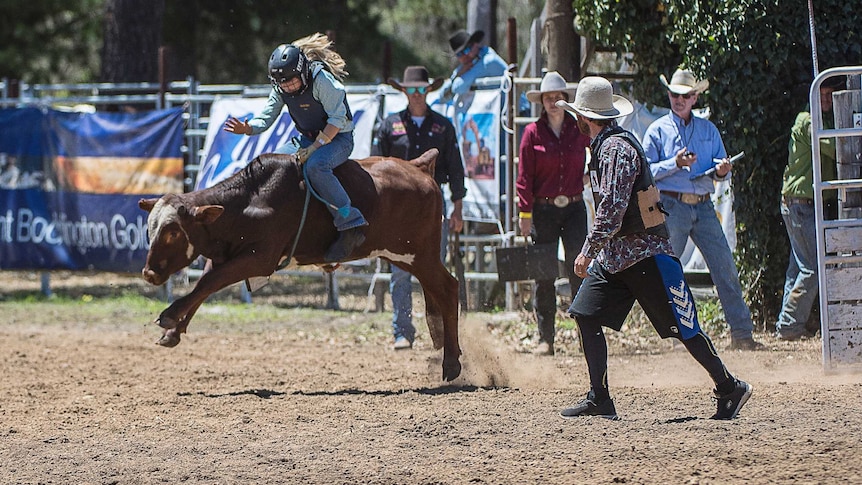 A young girl rides a steer in a dirt arena