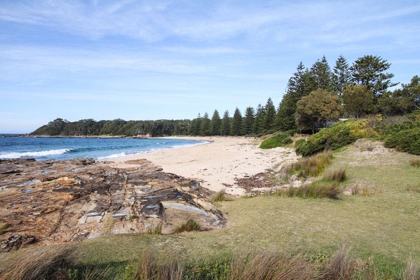 A beautiful pristine beach surrounded by national park is home to hundreds of kangaroos.