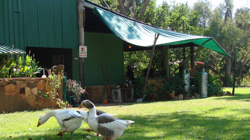 Like guard dogs, these geese patrol the grounds of Ellebrae Station