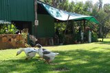 Like guard dogs, these geese patrol the grounds of Ellebrae Station