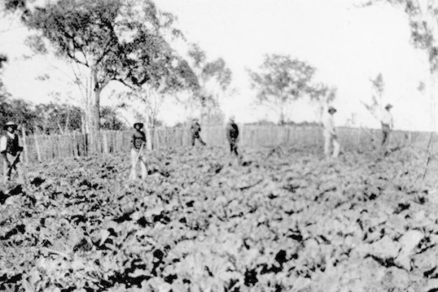 Aboriginal men working