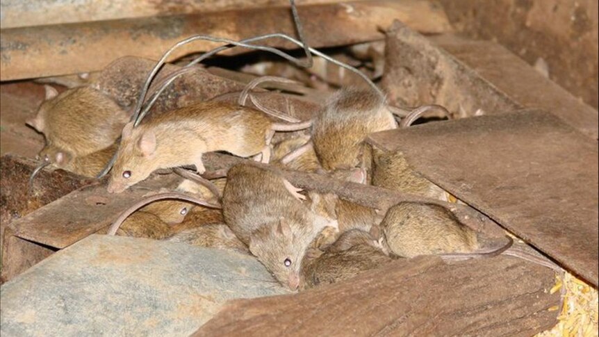 Vague plague: mice were in huge numbers but are suddenly gone