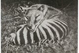 A Tasmanian tiger or thylacine.