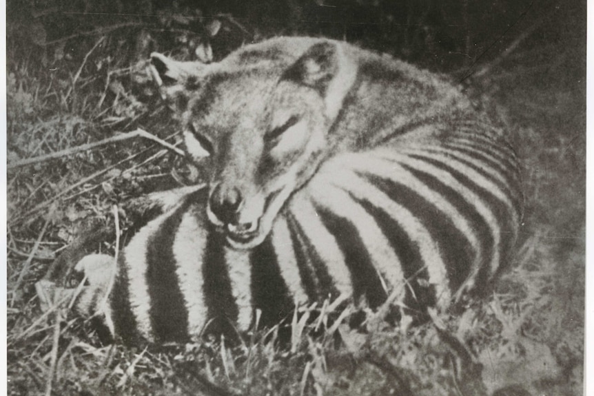 A Tasmanian tiger or thylacine.