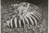 A Tasmanian tiger or thylacine.