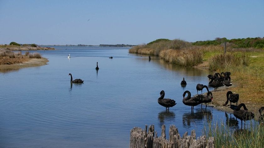 Swans in the Coorong National Park SA