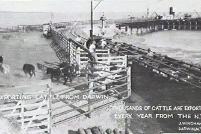 NT cattle getting unloaded at Darwin Wharf.