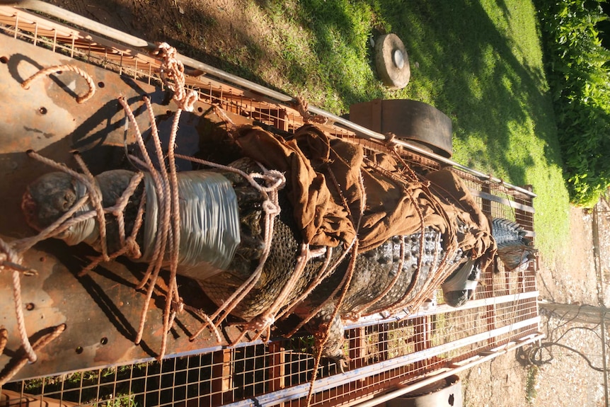 A 4.4m crocodile is restrained on a trailer