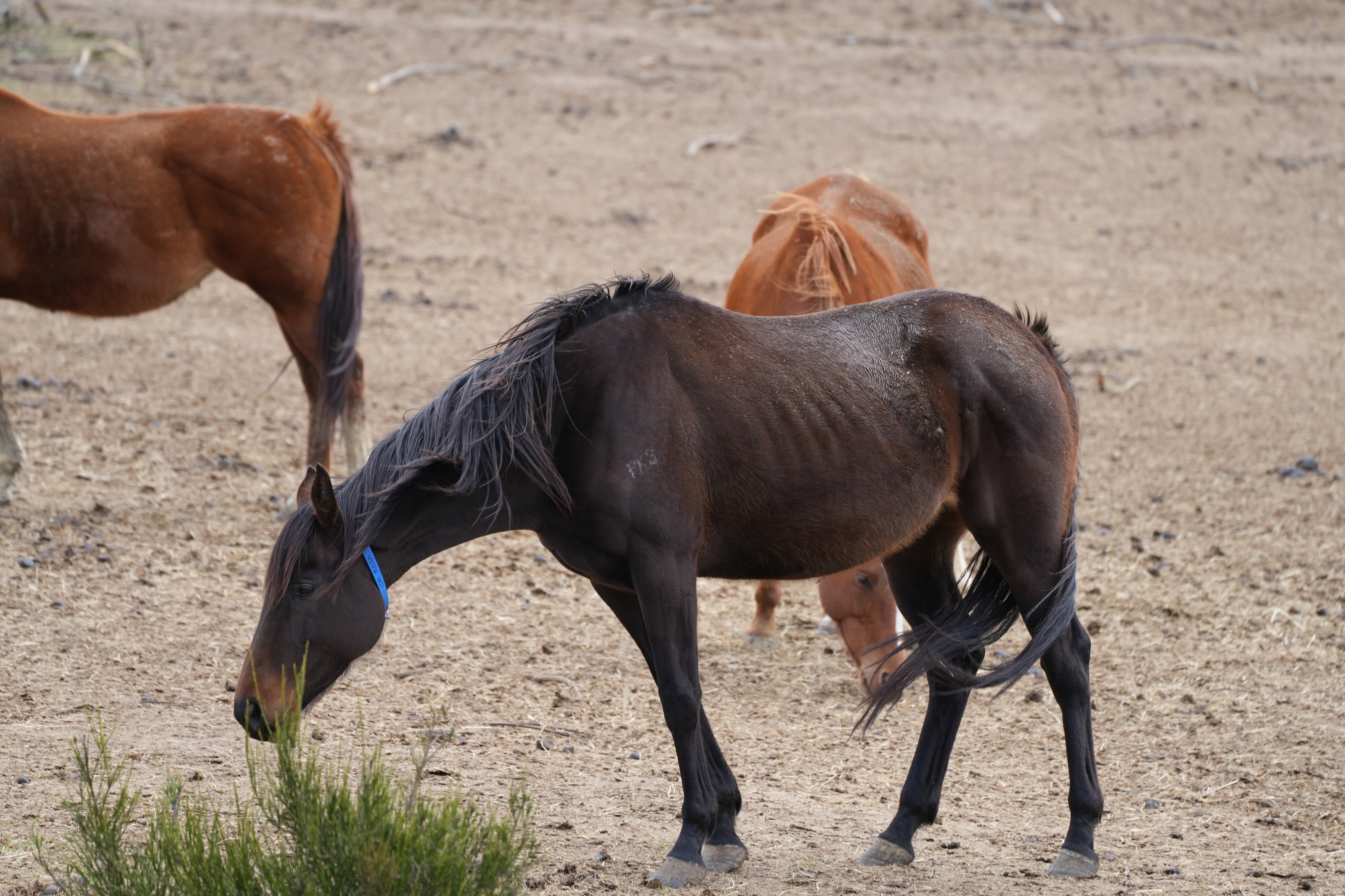 Garanhão do Parque Weona