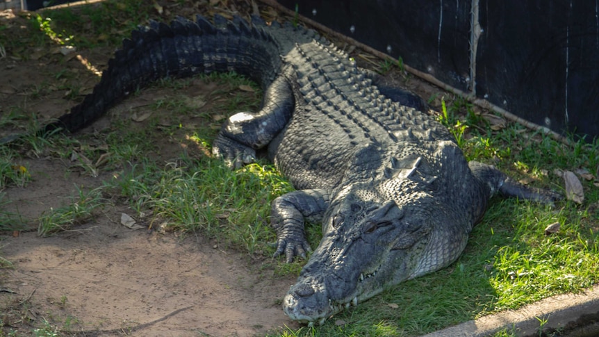 Crocodile collecting an important but dangerous job Australian croc - ABC News