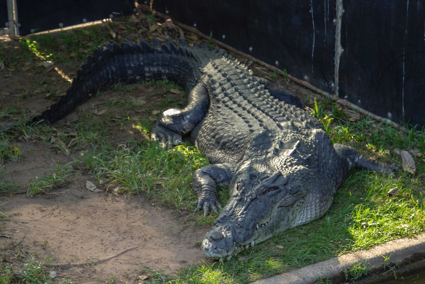 a male crocodile lies in the sun.