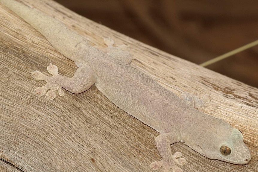 A gecko of the faintest pink, almost white, lies upon what appears to be a smooth, beautifully grained tree branch.