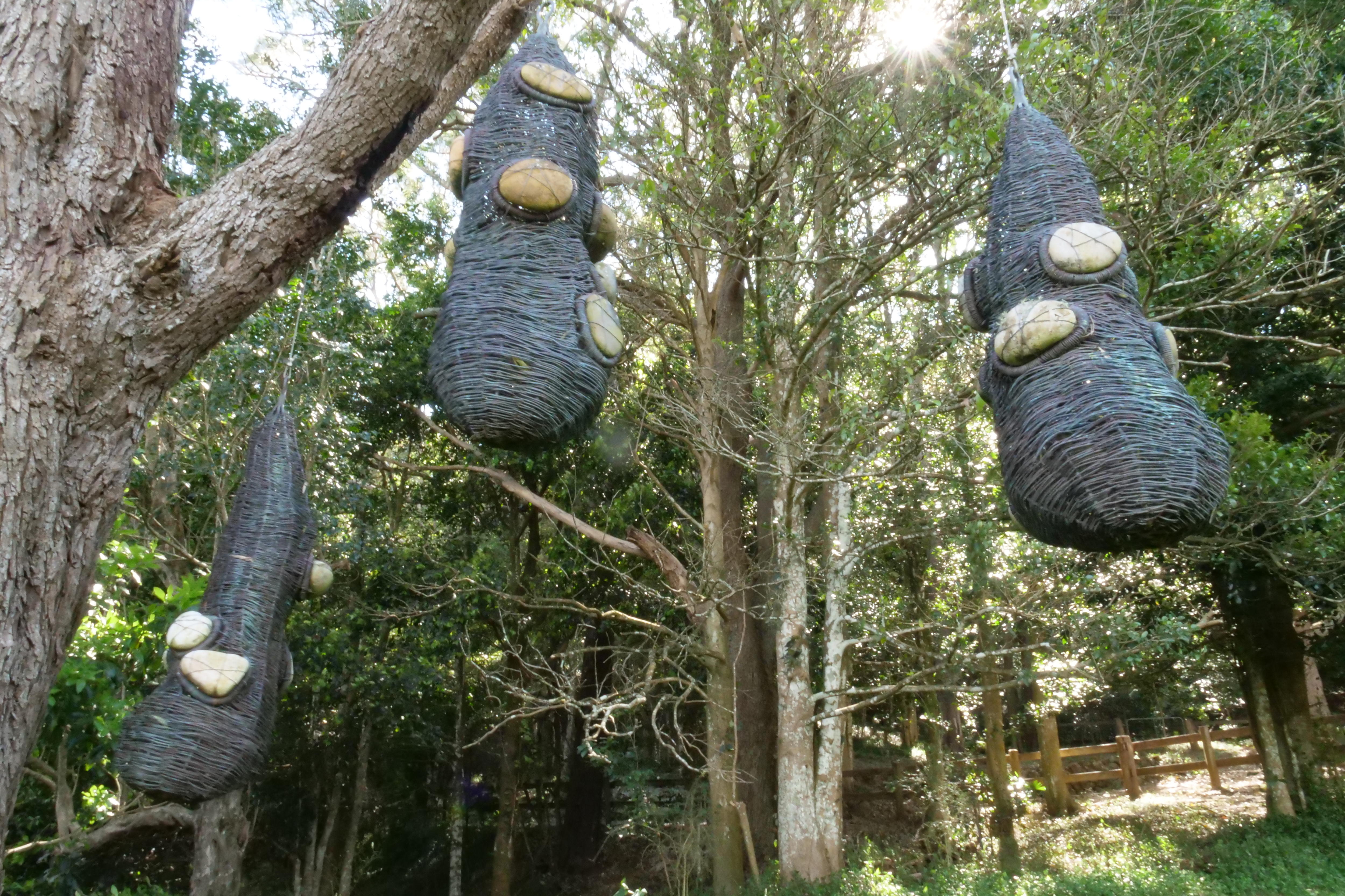 Giant banksia nuts made from wire, hang from a tree.