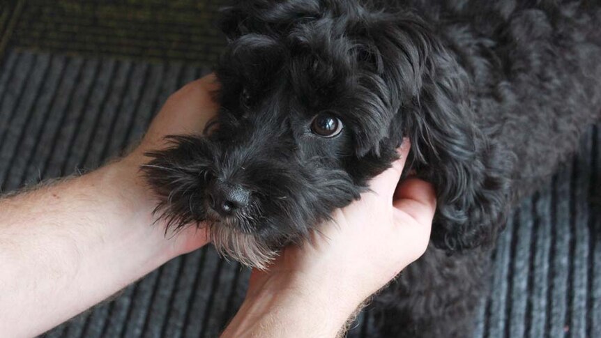 close up photo of Beau with puppy dog eyes
