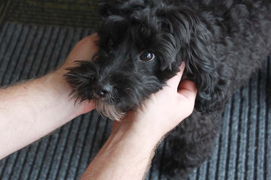 close up photo of Beau with puppy dog eyes