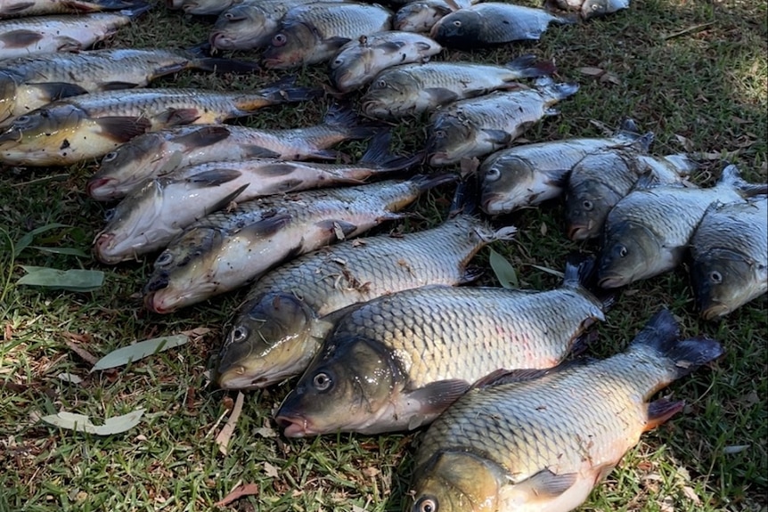 two rows of dead fish on a lawn