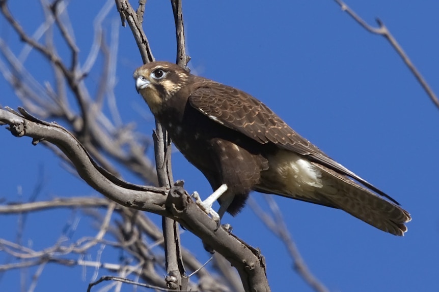 A brown falcon
