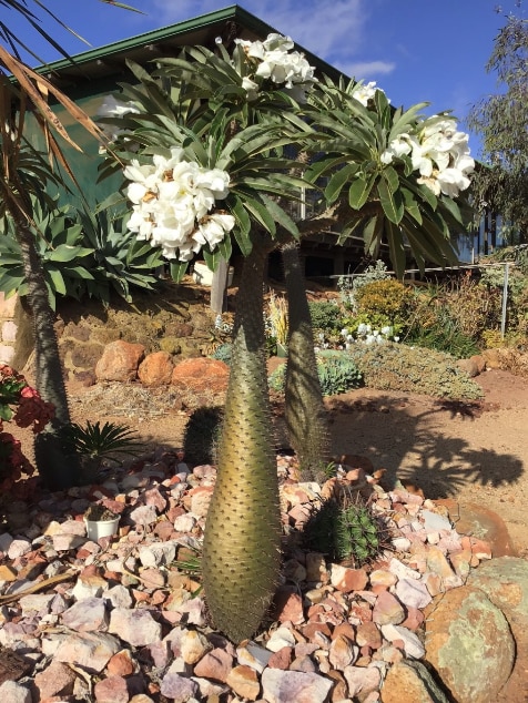 A tree with a bulbous cylindrical trunk, green leaves and white flowers.