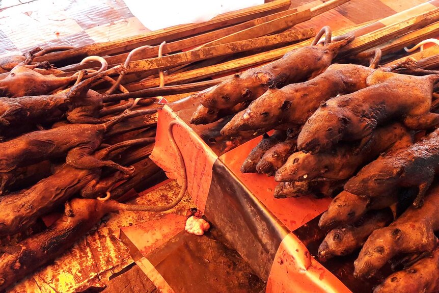 Burnt rats on sticks layed sprawled across a bench.