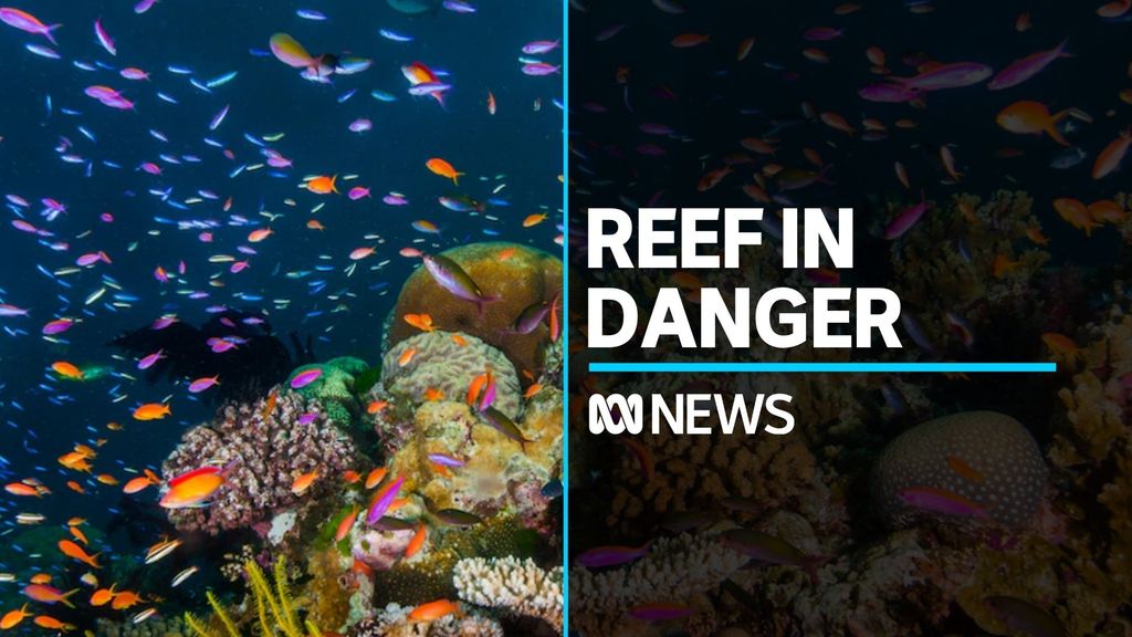 Great Barrier Reef Topic Abc News