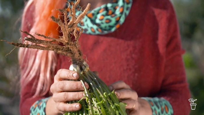 Hannah holding up a dandelion plant that has been pulled from the ground, showing the roots.