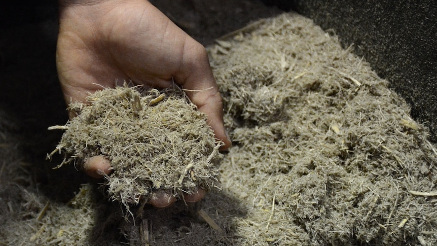 Bagasse at Racecourse Mill in Mackay