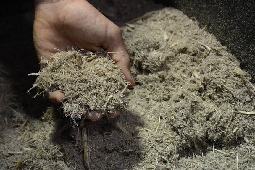 A hand holds an ash-like substance called bagasse, which is a biproduct of sugarcane milling.