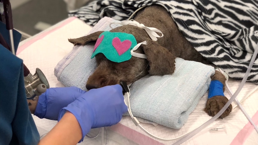 Dog Rufus in intensive care at Animal Emergency Service vet
