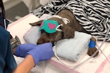 Dog Rufus in intensive care at Animal Emergency Service vet
