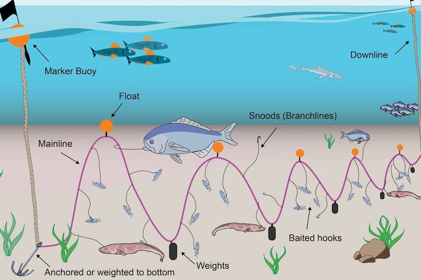 diagram of long line fishing 