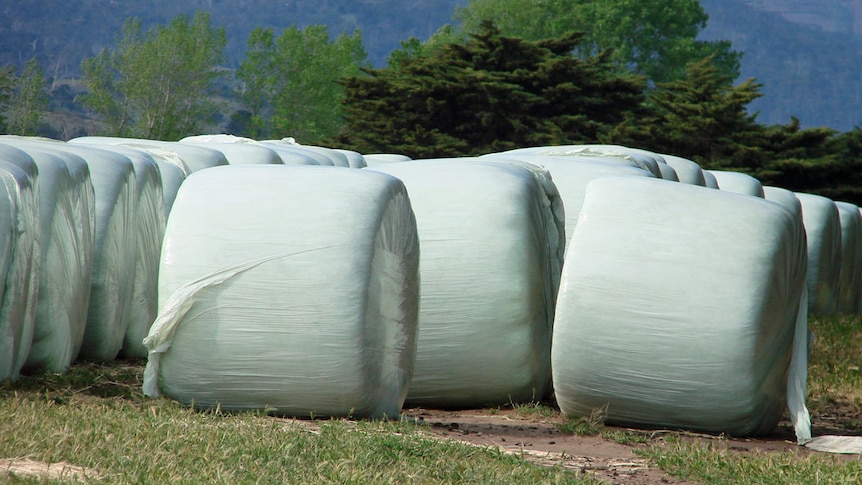 Light green plastic covered 1.5 metre diameter rolls of silage stacked in a paddock in front of a forested hill