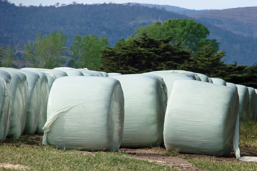 Light green plastic covered 1.5 metre diameter rolls of silage stacked in a paddock in front of a forested hill