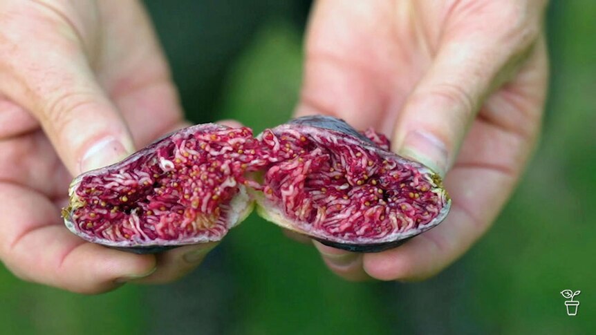 A person holding an open fig.