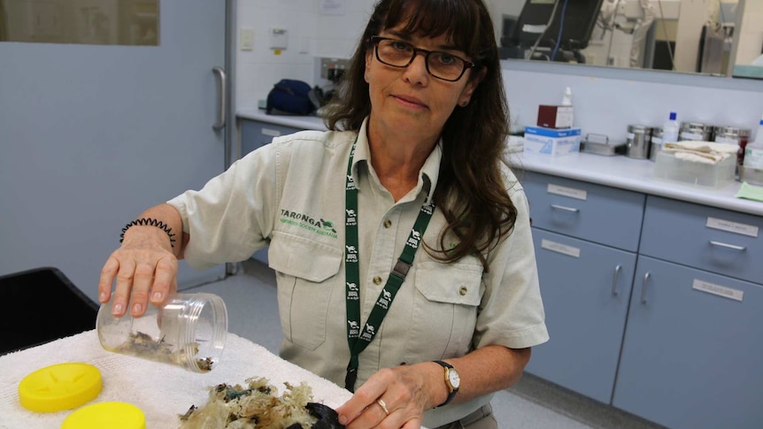 Libby Hall showing us plastics found inside turtles from Sydney Harbour