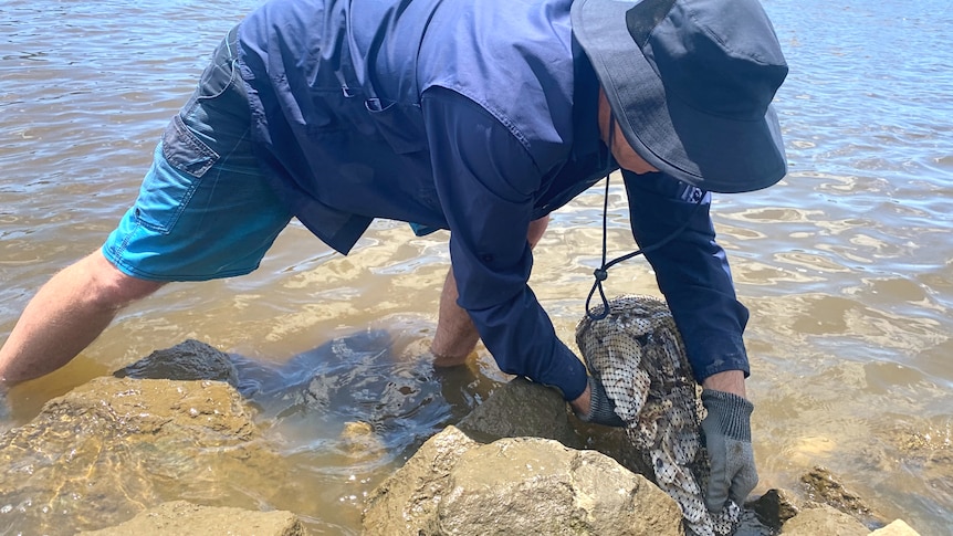 man wearing hat and long sleeve shirt stands in river unloading a bag of oysters