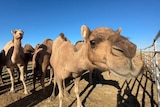 A camel leans in to the camera