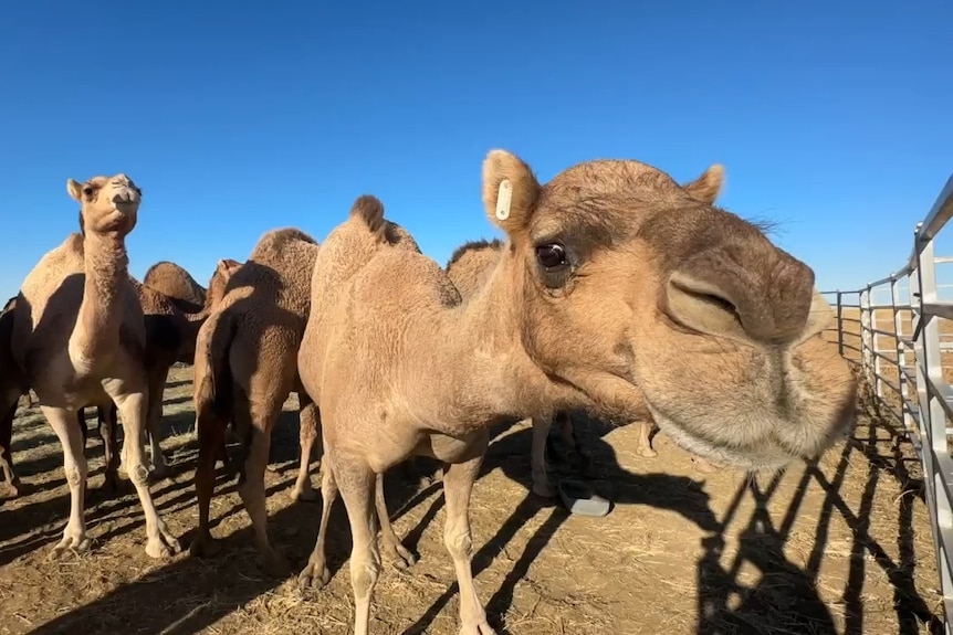 A camel leans in to the camera