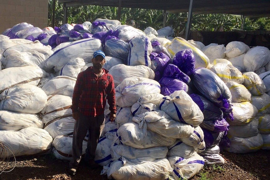 A worker stands in front of an enormous pile of bundled banana bags which have been removed from bunches for recycling