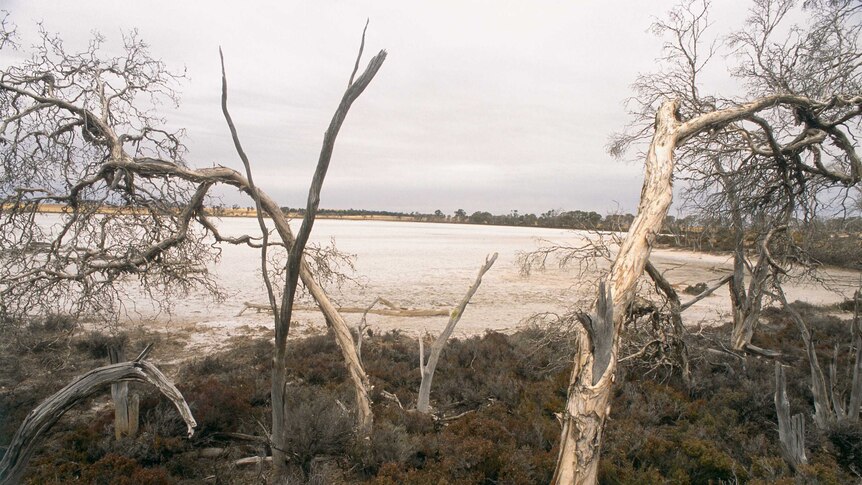 Empty lake bed with paperbark trees