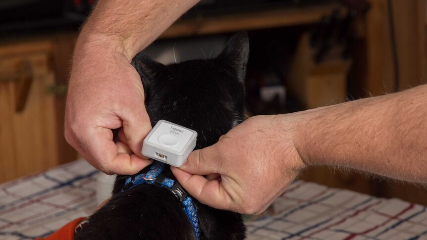 A small white electronic box being placed at the back of the neck onto a cat's harness