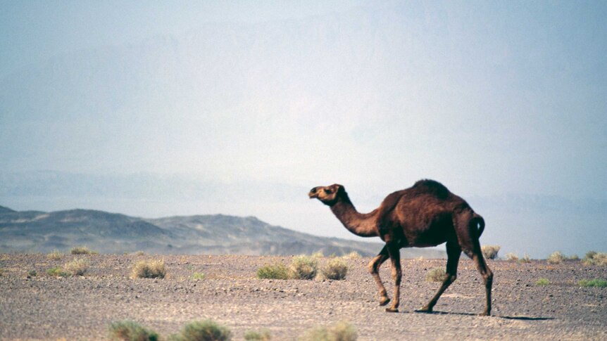 Wide telephoto shot of a camel in a desert with mountains in the background.