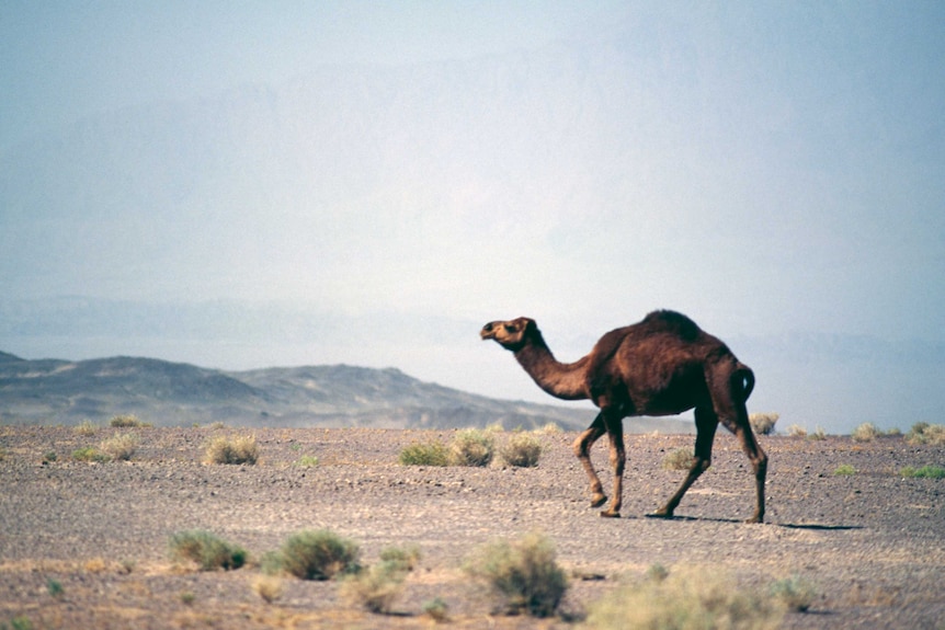 Wide telephoto shot of a camel in a desert with mountains in the background.