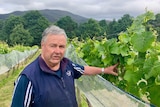 A man is standing in a vineyard touching his wine grapes that were affected by smoke taint.