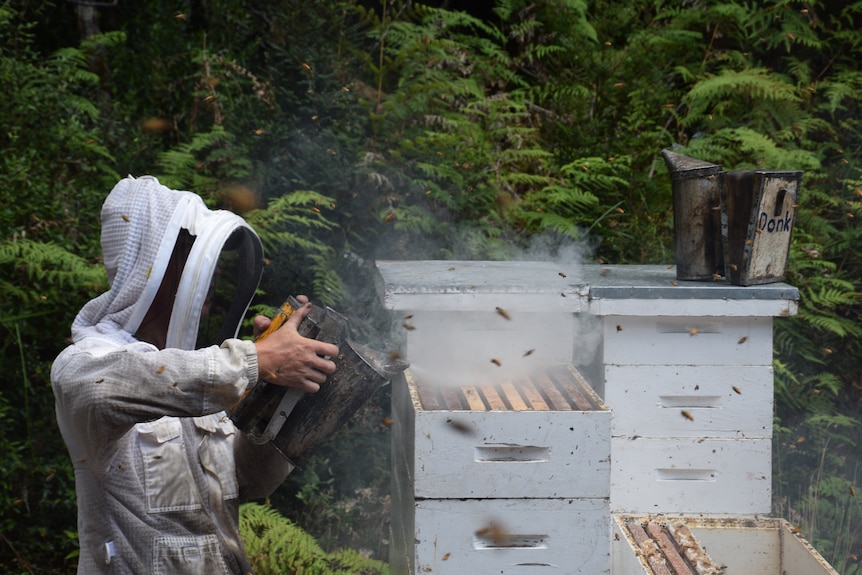 A beekeeper in a white suit uses a dark smoke can to spray a big stack of hives.