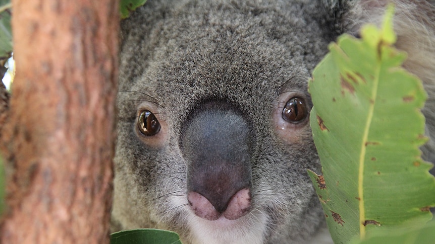 A koala looks out from behind gum leaves