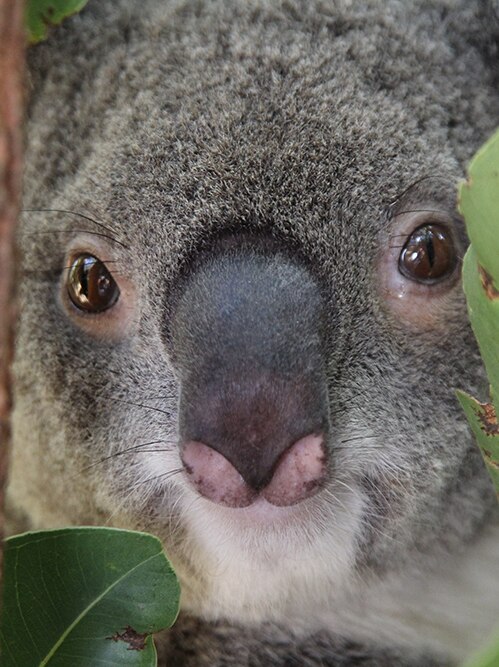 Naughty natives: The secret love lives Australian animals - ABC News